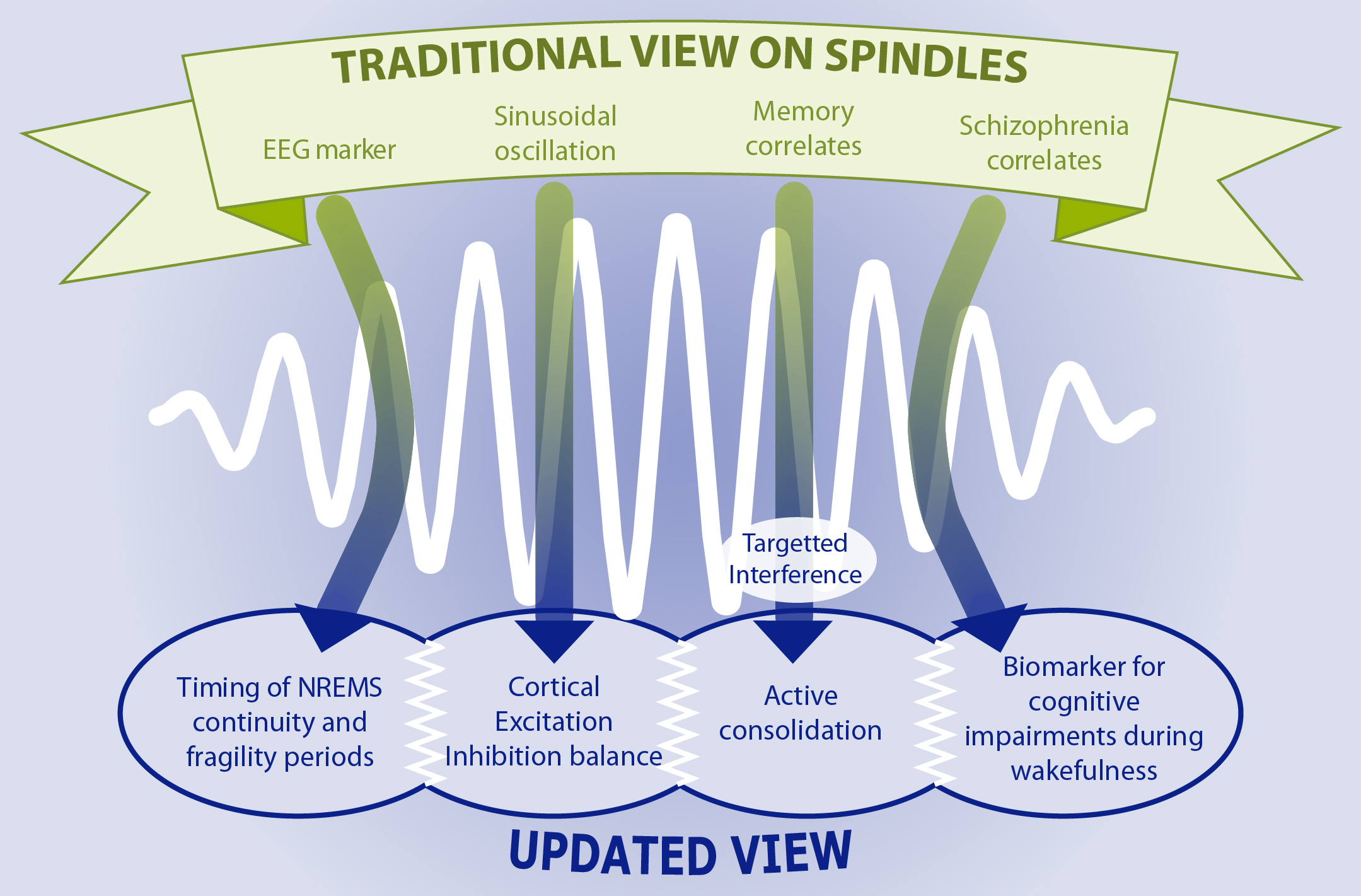 Sleep spindle review now published in Physiological Reviews